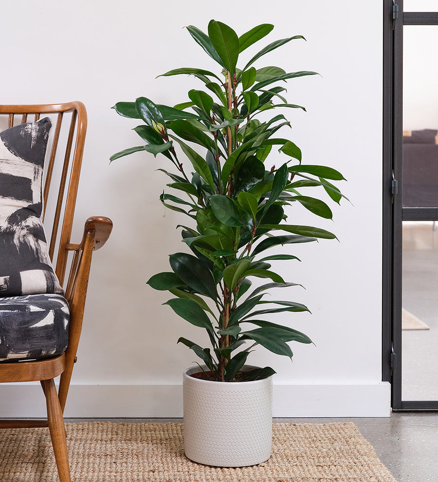 African Fig & Pot