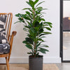 African Fig & Pot