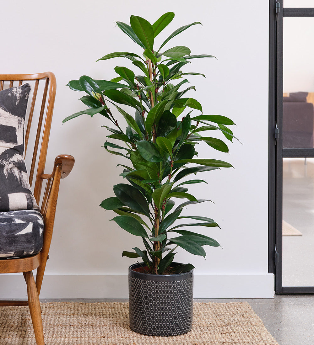 African Fig & Pot