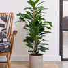 African Fig & Pot