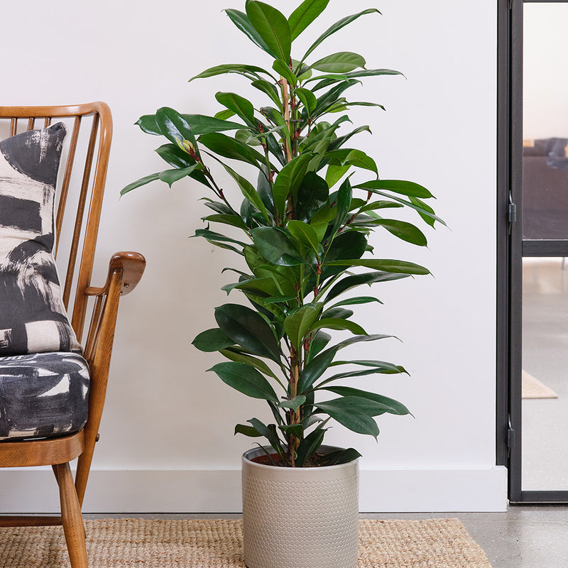 African Fig & Pot