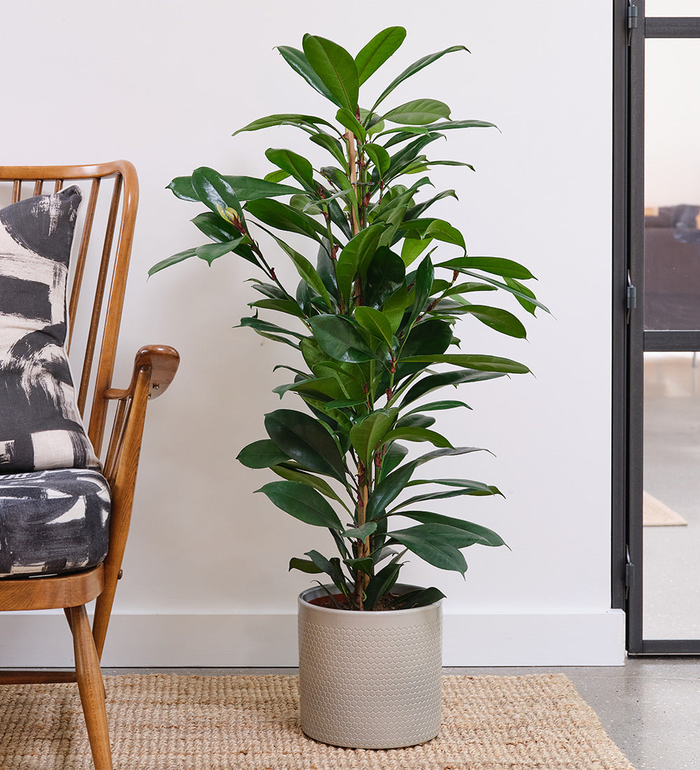 African Fig & Pot