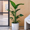 Bird of Paradise & Pot