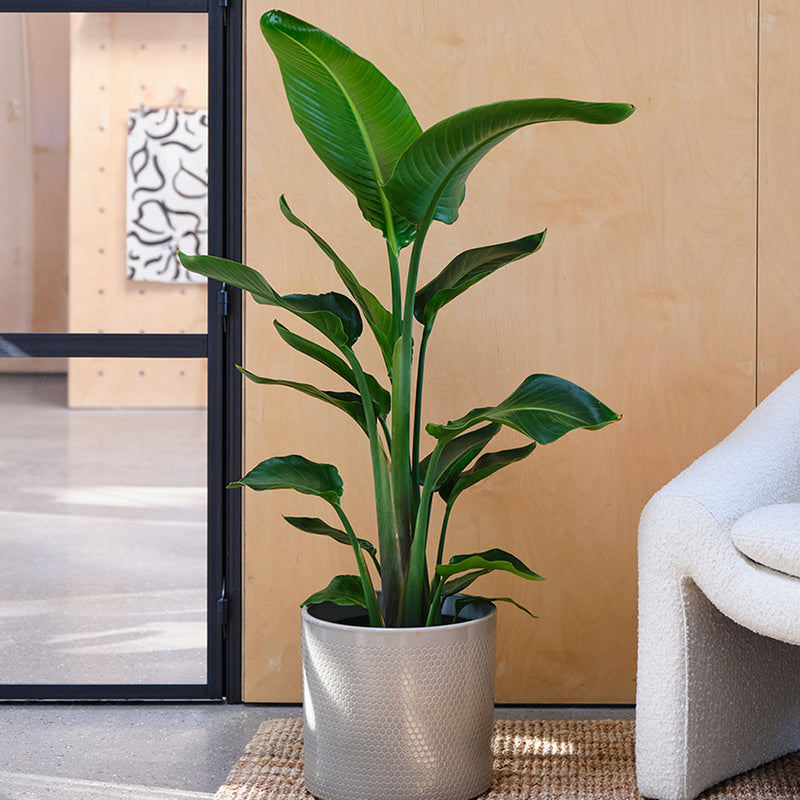 Bird of Paradise & Pot