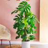 Large Swiss Cheese Plant
