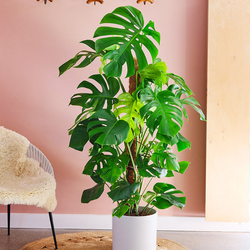Large Swiss Cheese Plant