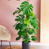 Swiss Cheese Plant & Pot