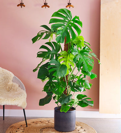 Swiss Cheese Plant & Pot