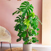 Swiss Cheese Plant & Pot