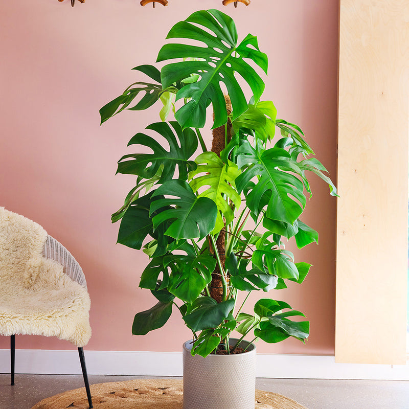 Swiss Cheese Plant & Pot
