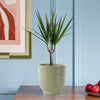 Dracaena Marginata & Pot