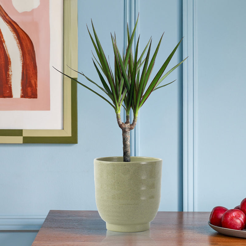 Dracaena Marginata & Pot