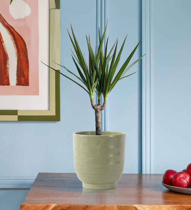 Dracaena Marginata & Pot