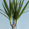 Dracaena Marginata & Pot