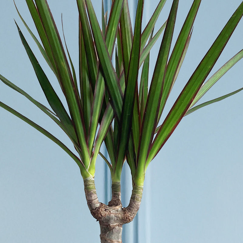 Dracaena Marginata & Pot