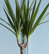Dracaena Marginata