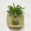 Mini Madacascar Palm & Pot