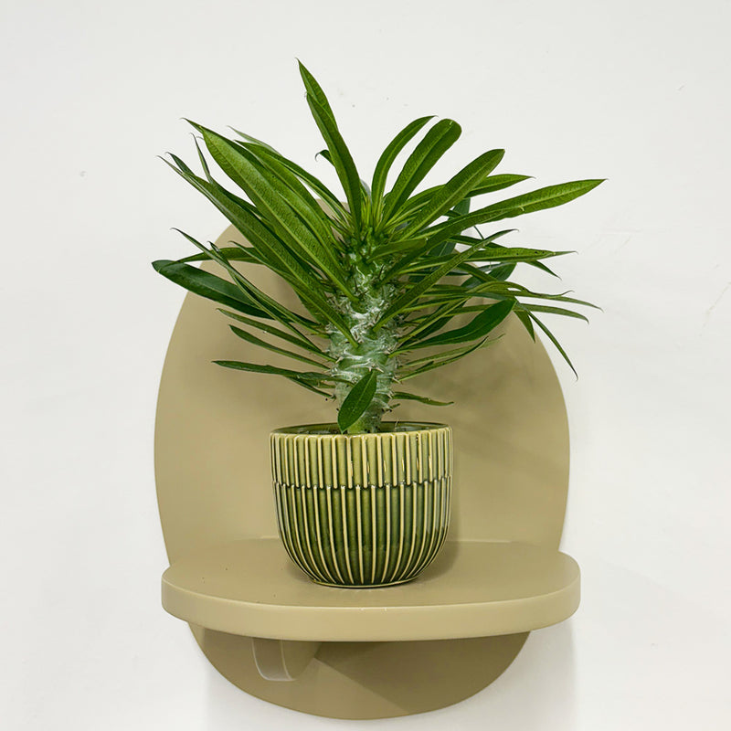Mini Madacascar Palm & Pot