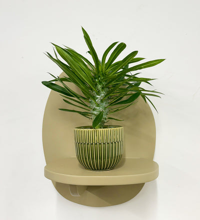 Mini Madacascar Palm & Pot