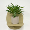 Mini Madacascar Palm & Pot