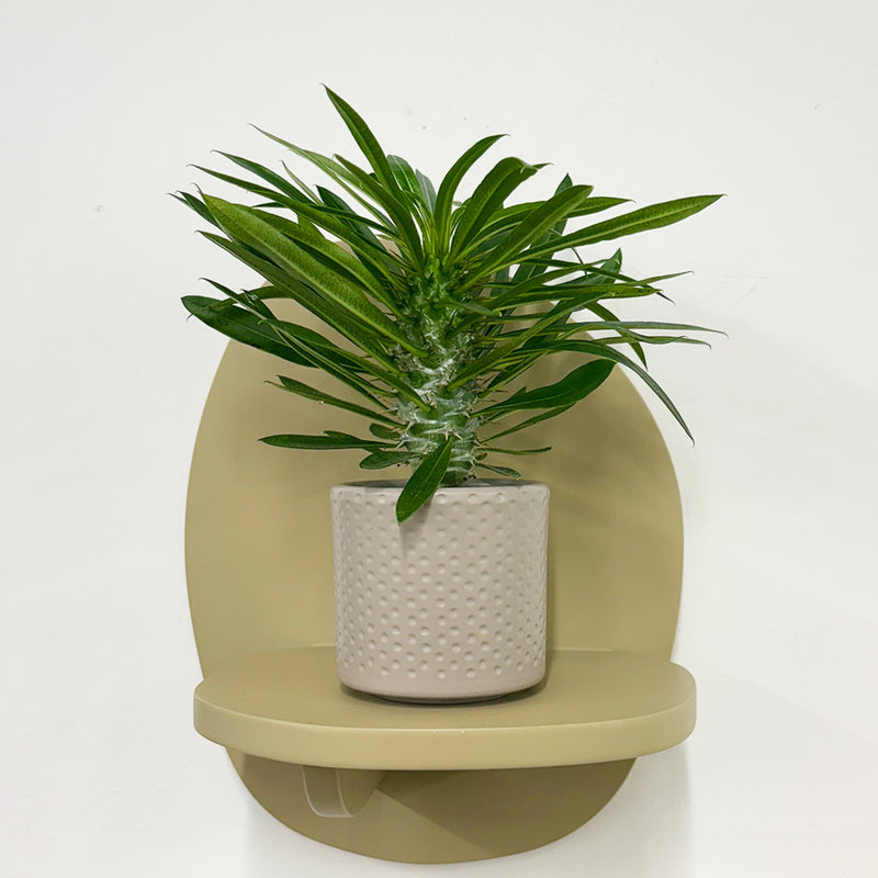 Mini Madacascar Palm & Pot