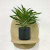 Mini Madacascar Palm & Pot
