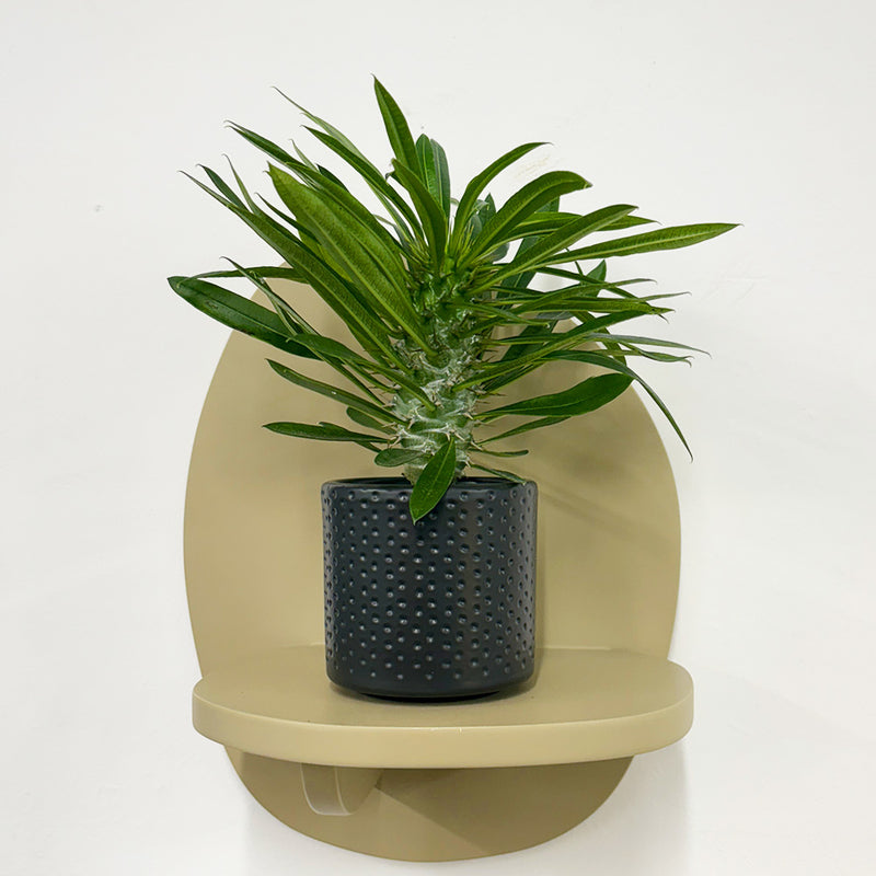 Mini Madacascar Palm & Pot