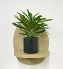 Grey Pot
