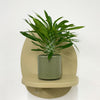 Mini Madacascar Palm & Pot