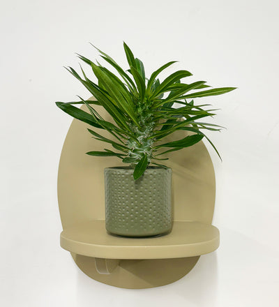 Mini Madacascar Palm & Pot