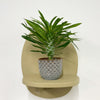 Mini Madacascar Palm & Pot