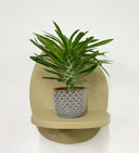 Blue Pot