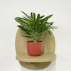 Mini Madacascar Palm & Pot