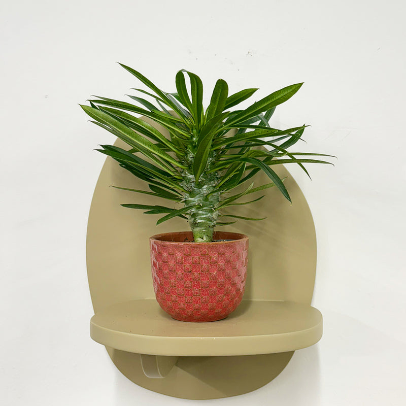 Mini Madacascar Palm & Pot