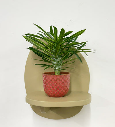 Mini Madacascar Palm & Pot