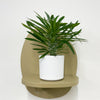 Mini Madacascar Palm & Pot