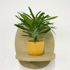 Mini Madacascar Palm & Pot
