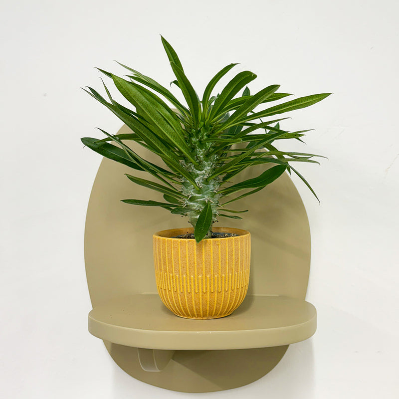 Mini Madacascar Palm & Pot