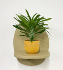 Mustard Pot