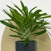 Mini Madacascar Palm & Pot
