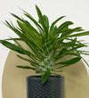 Mini Madacascar Palm & Pot