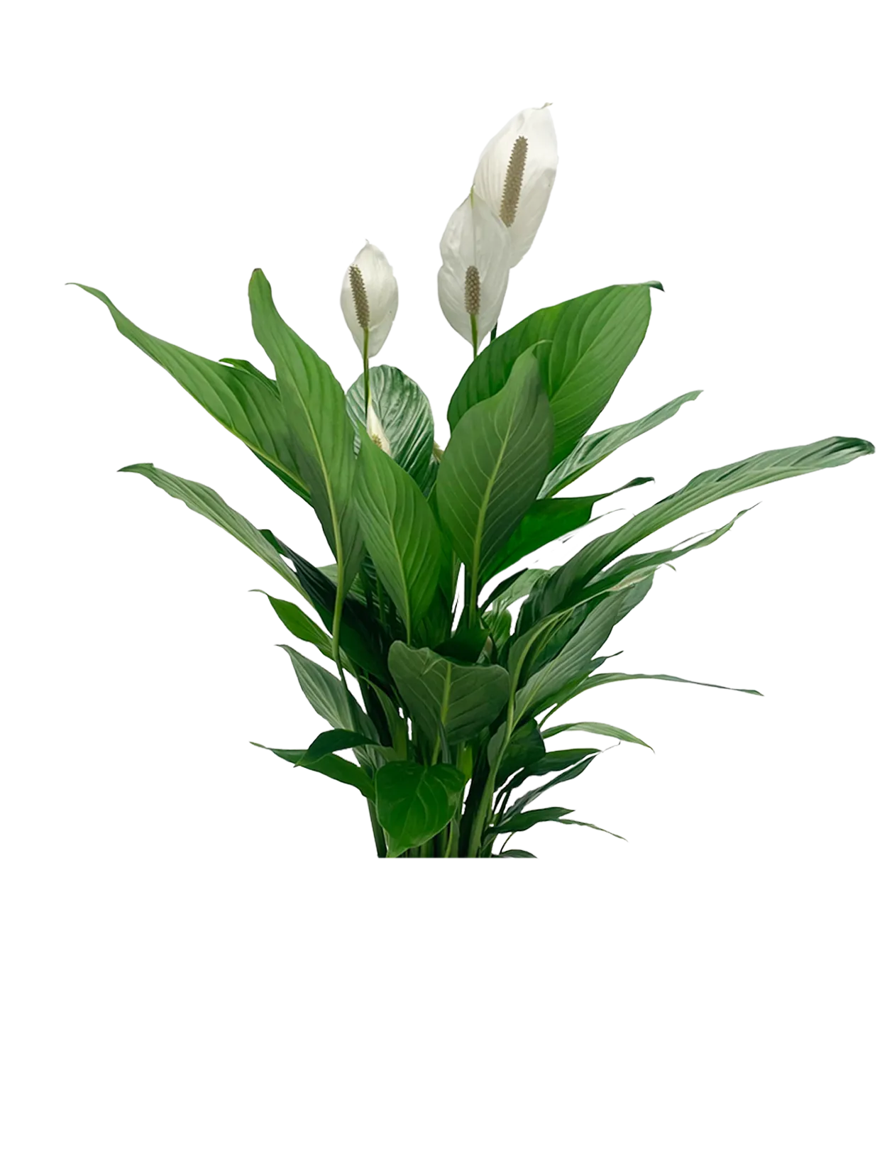 Large Peace Lily  Tall Spathiphyllum – Beards & Daisies