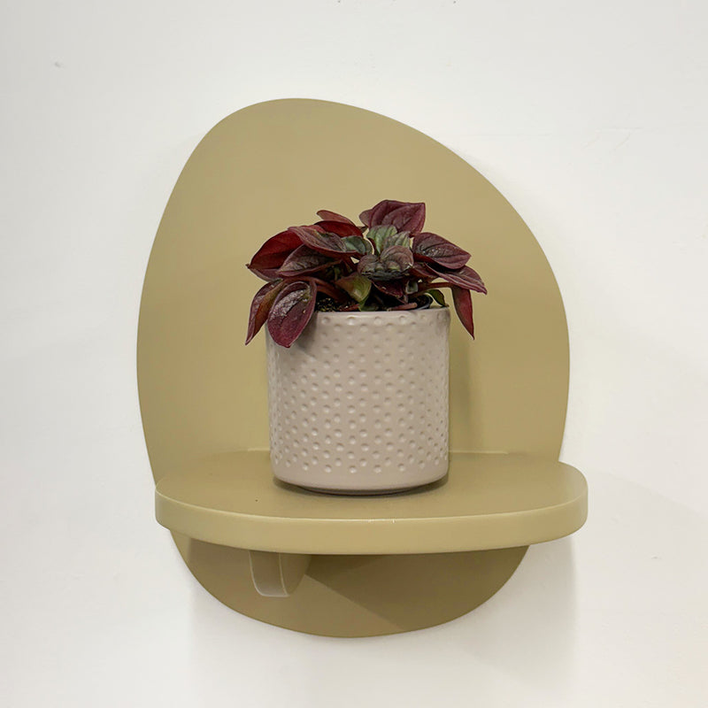 Mini Peperomia caperata & Pot