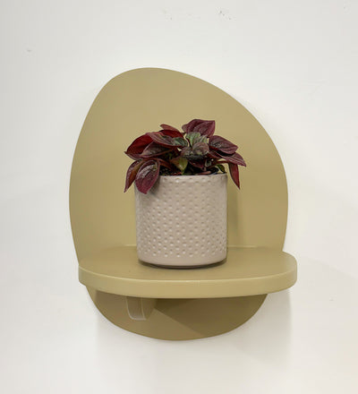 Mini Peperomia caperata & Pot