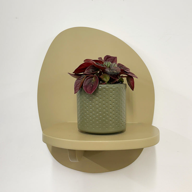 Mini Peperomia caperata & Pot