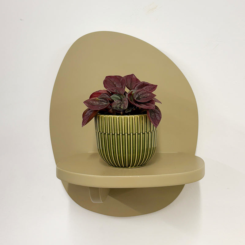 Mini Peperomia caperata & Pot