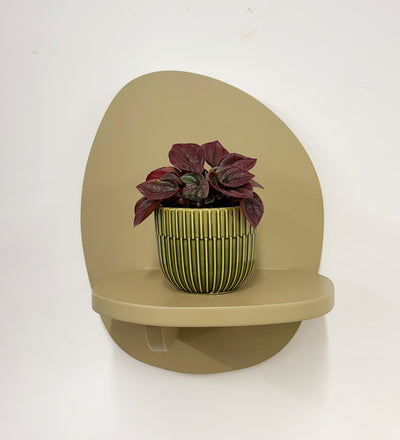 Mini Peperomia caperata & Pot