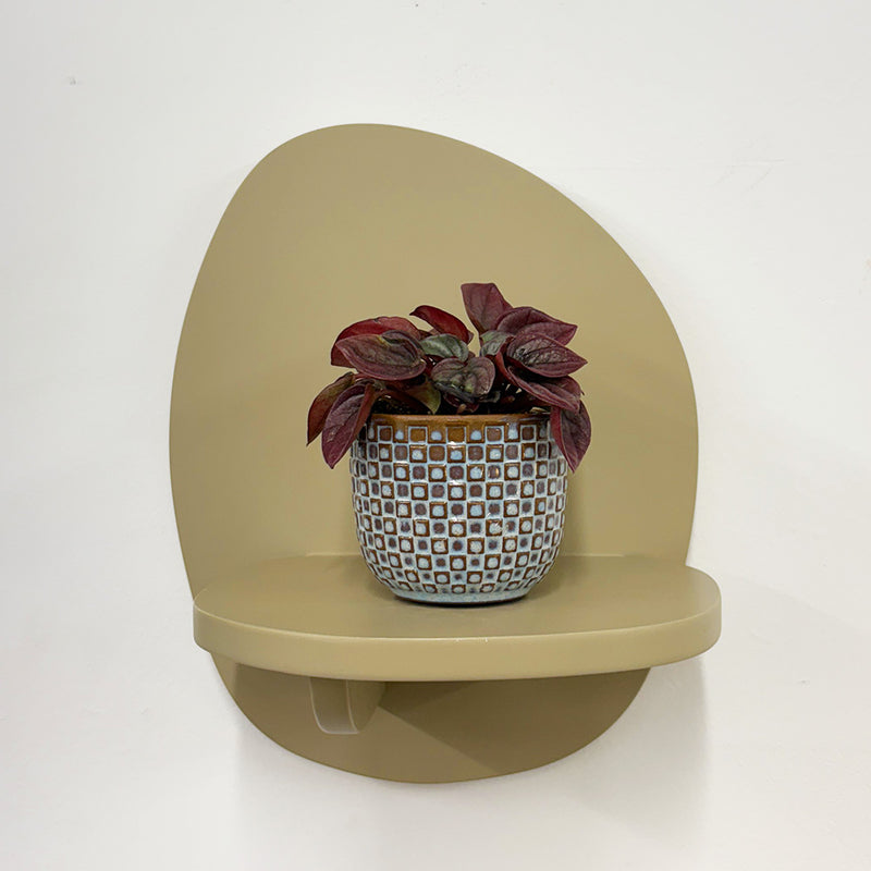 Mini Peperomia caperata & Pot