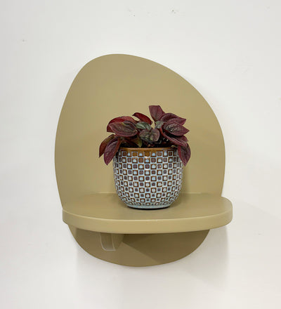 Mini Peperomia caperata & Pot