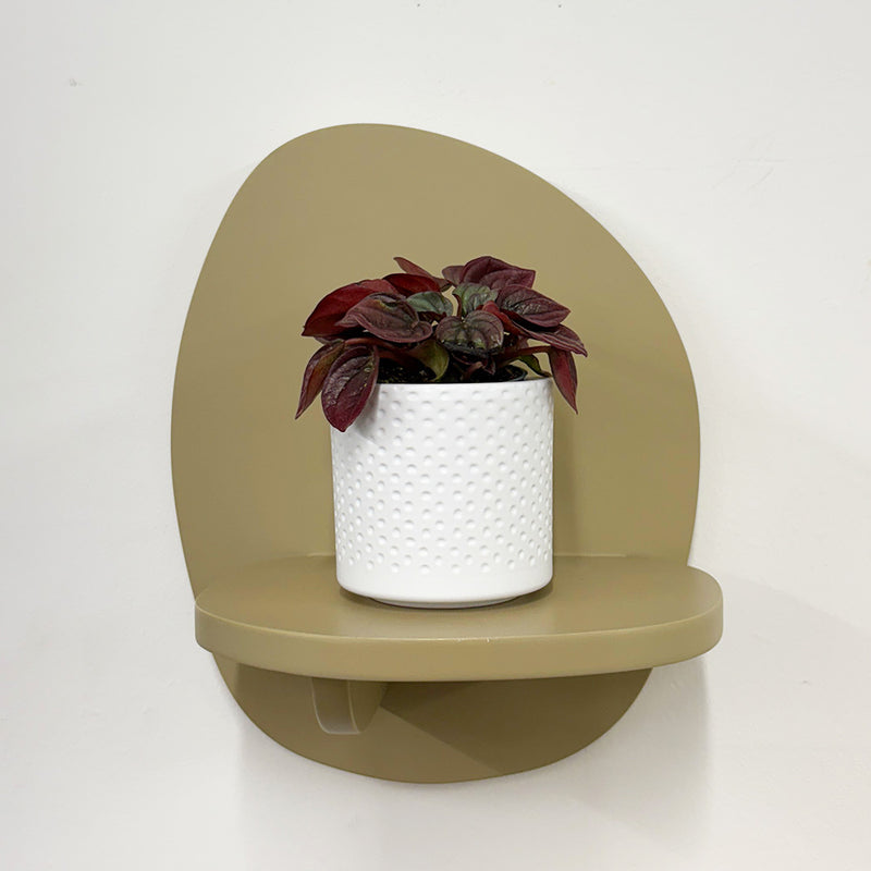 Mini Peperomia caperata & Pot